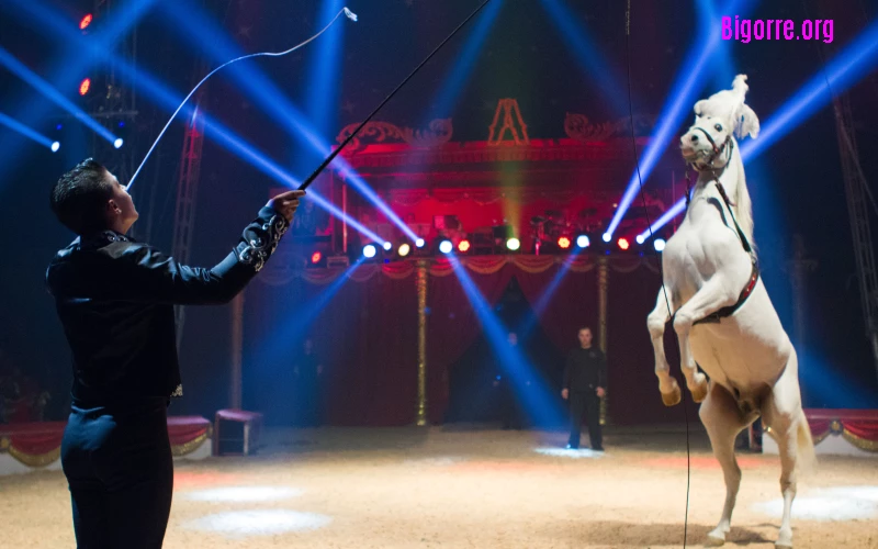 La tradition en mouvement du Cirque Amar